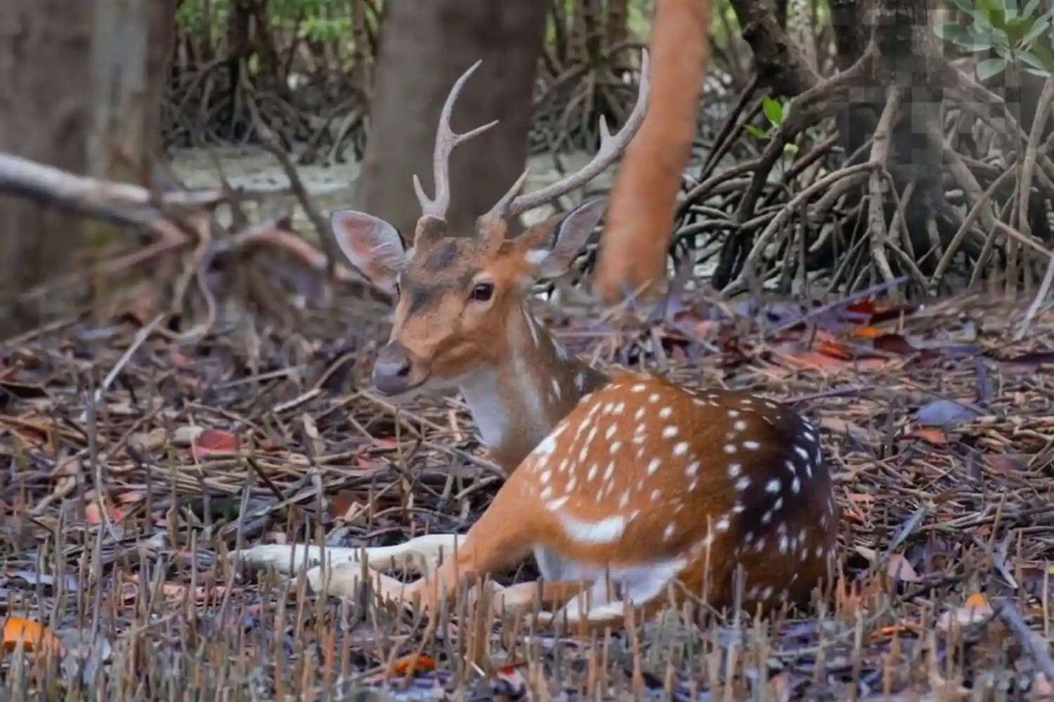 Beautiful Deer Sundarban Tour TS Tour and Travels