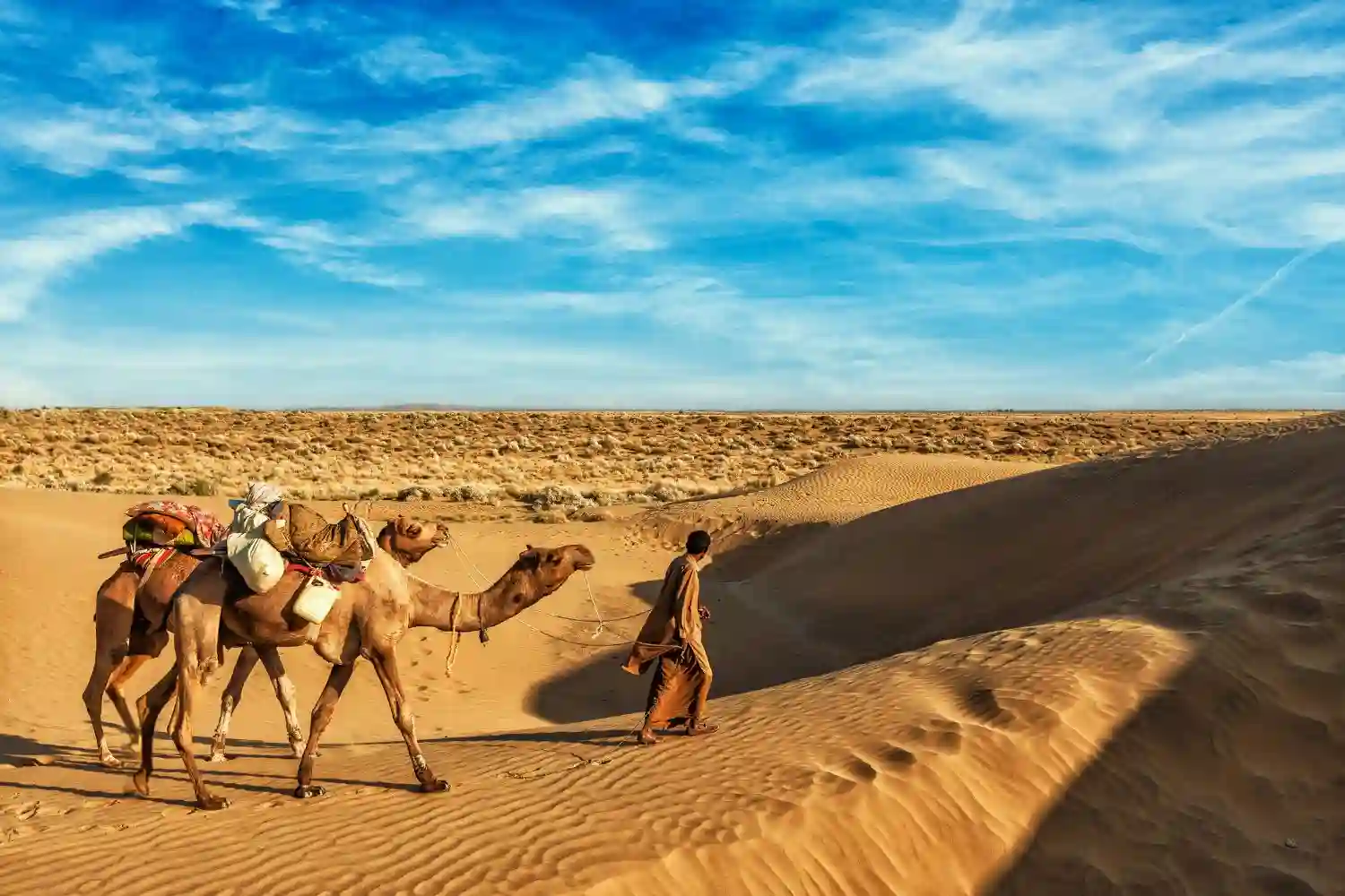Camels of Rajasthan