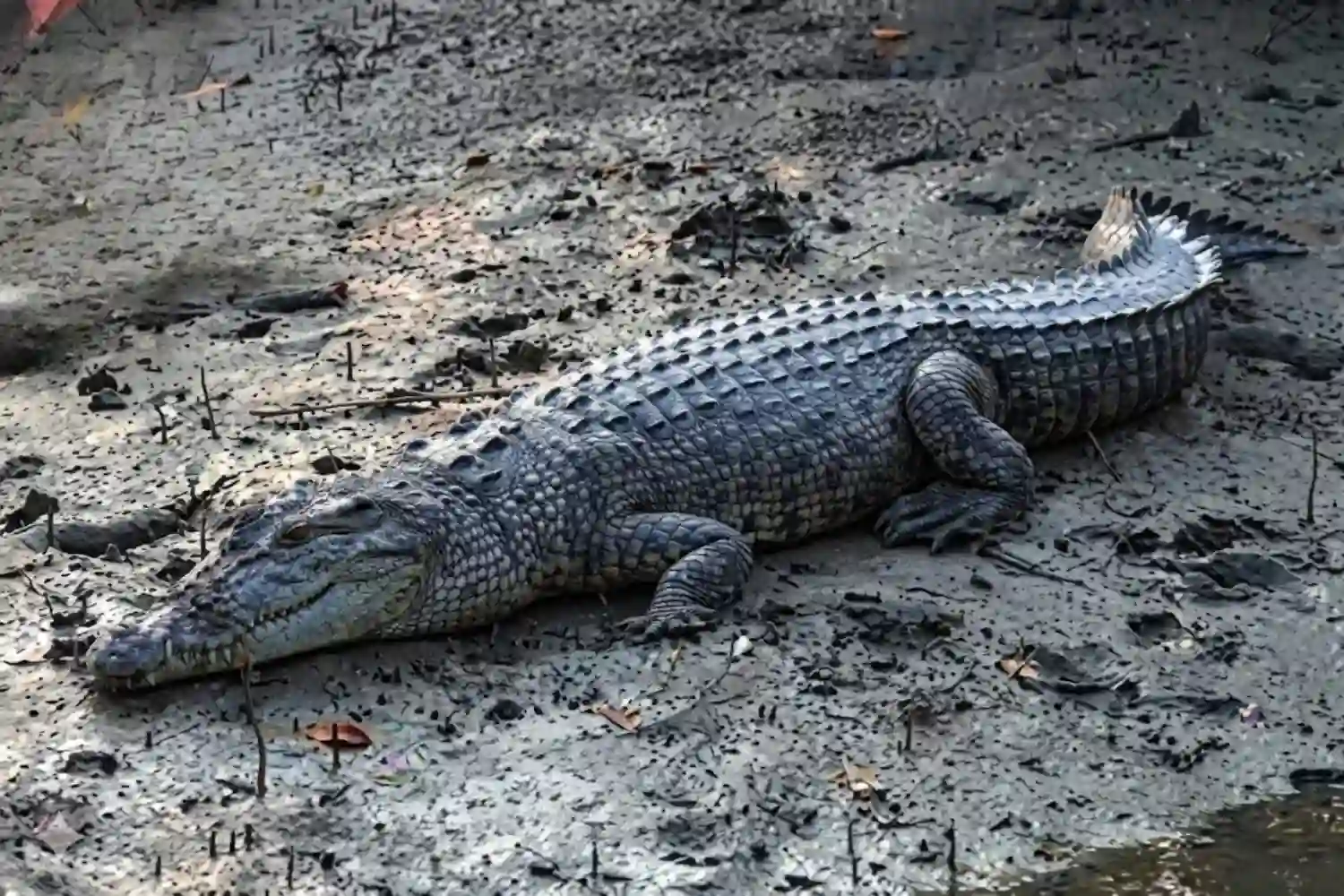 Crocodile having rest in Sundarban tour with TS Tour and Travels