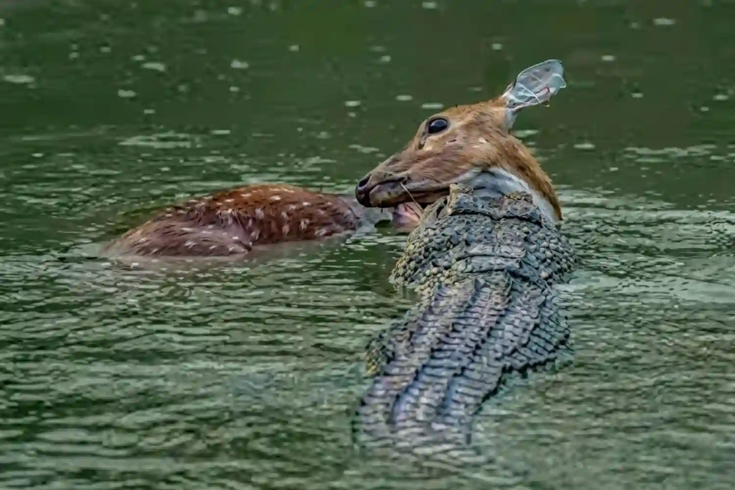 Crocodile hunting the deer TS Tour and Travels