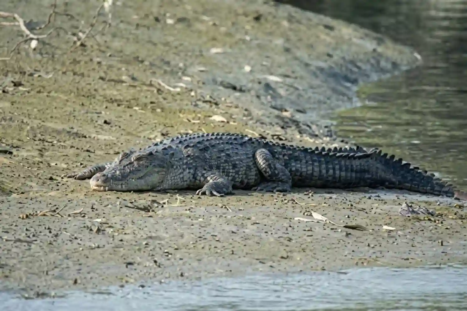Crocodile in Sundarban Tour with TS Tour and Travels