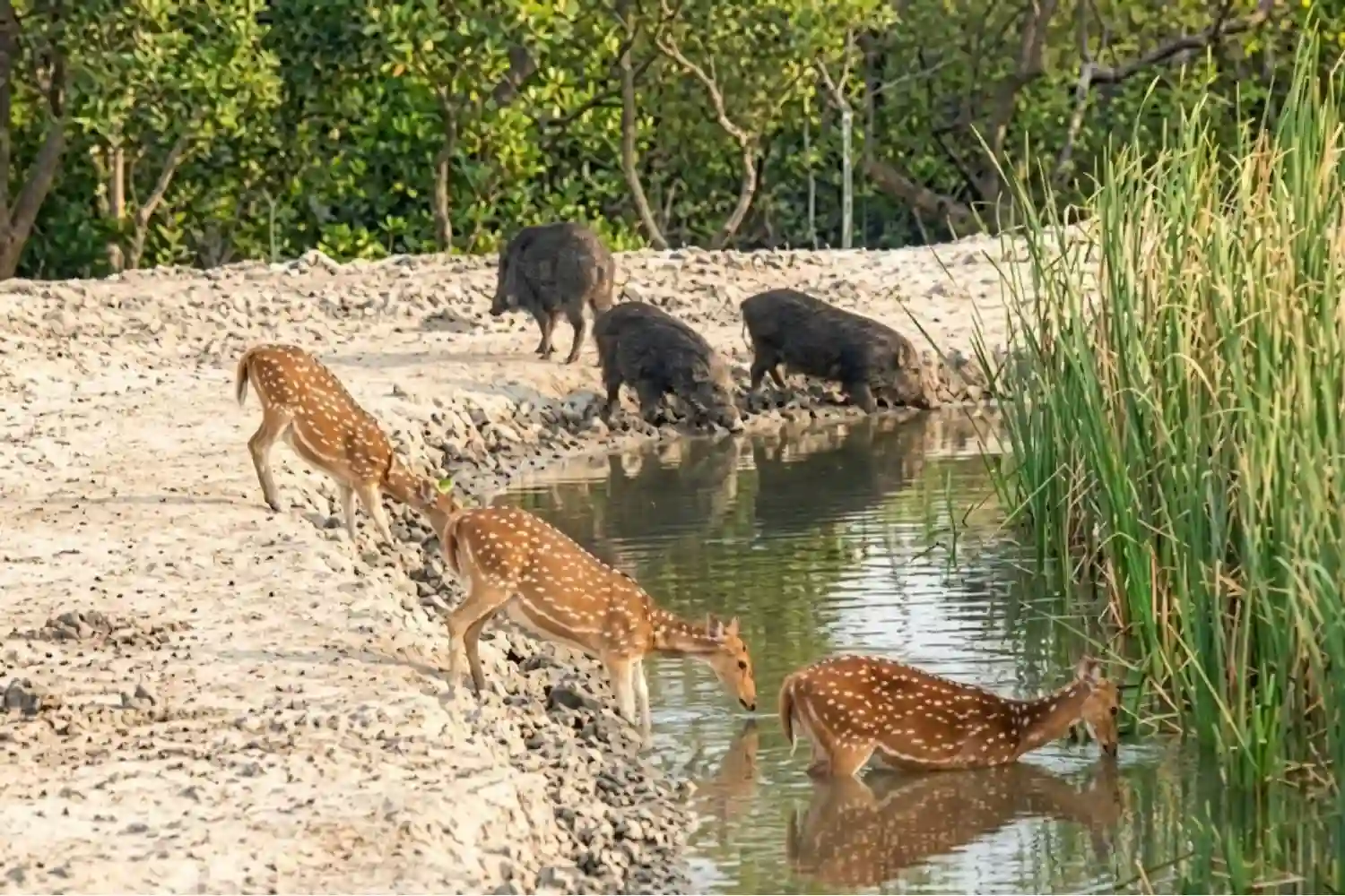 Deer and Pig drinking the water togather TS Tour and Travels