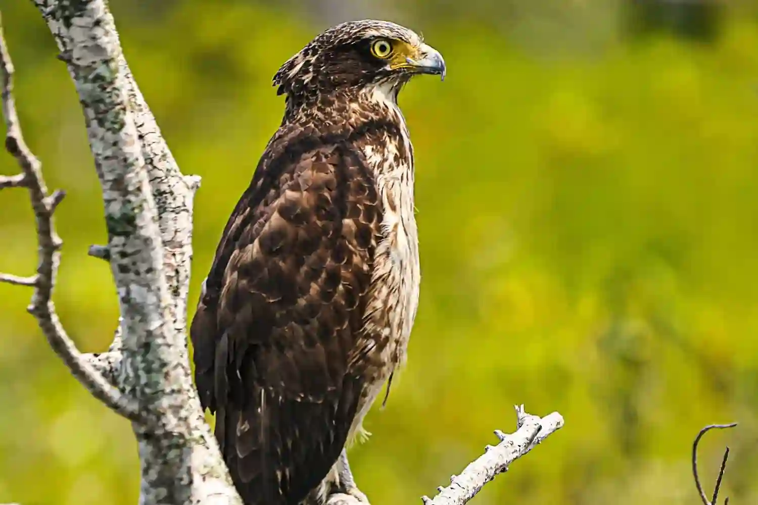 Eagle sittng on branch of a Sundarban Tree