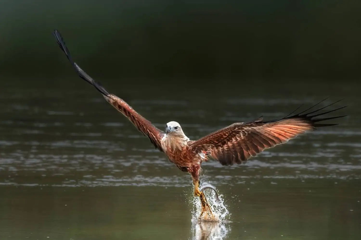 Hunting Eagle on Sundarban river Biodiversity