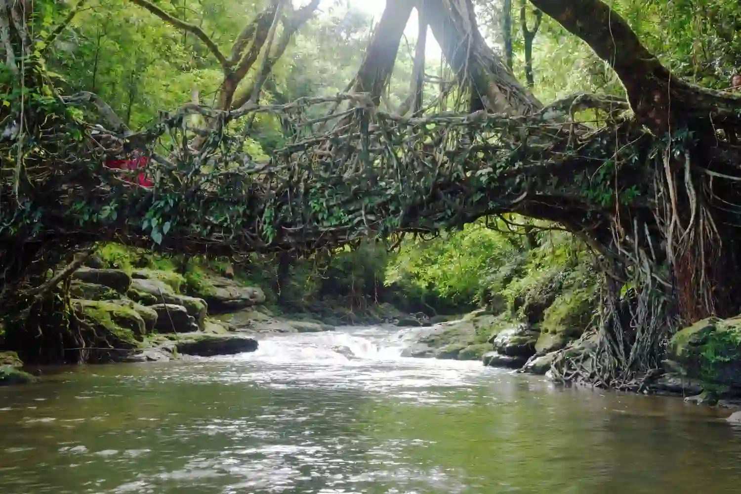 Living Root Bridge in Assam Tour with TS Tour and Travels