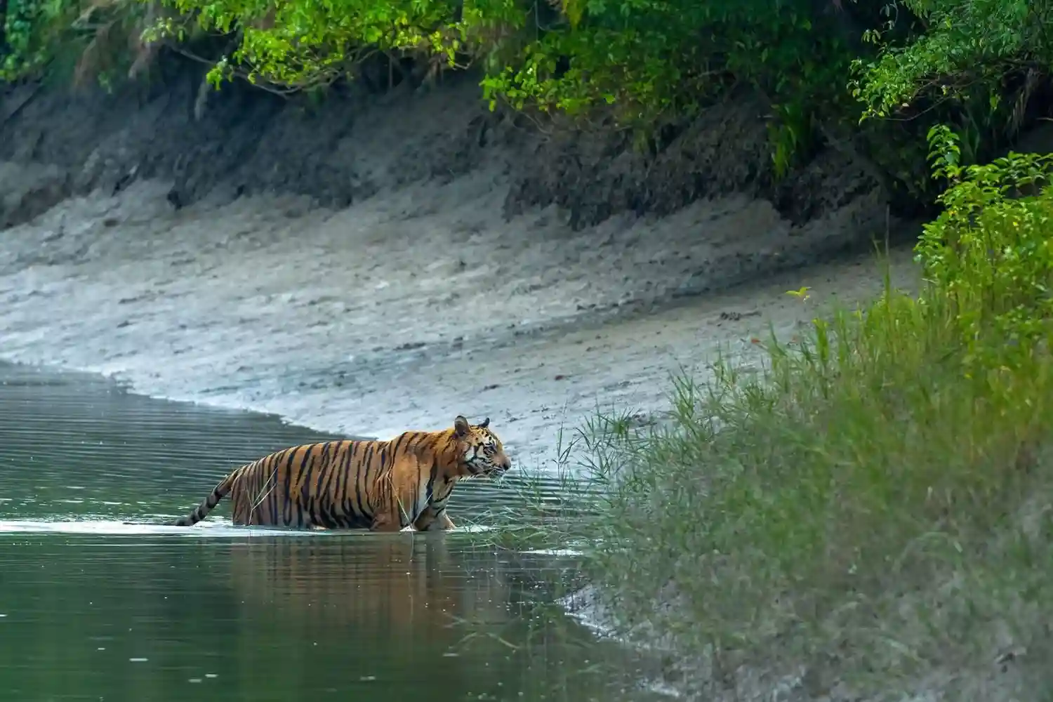 Royal Bengal Tiger Crossing the River of Sundarban