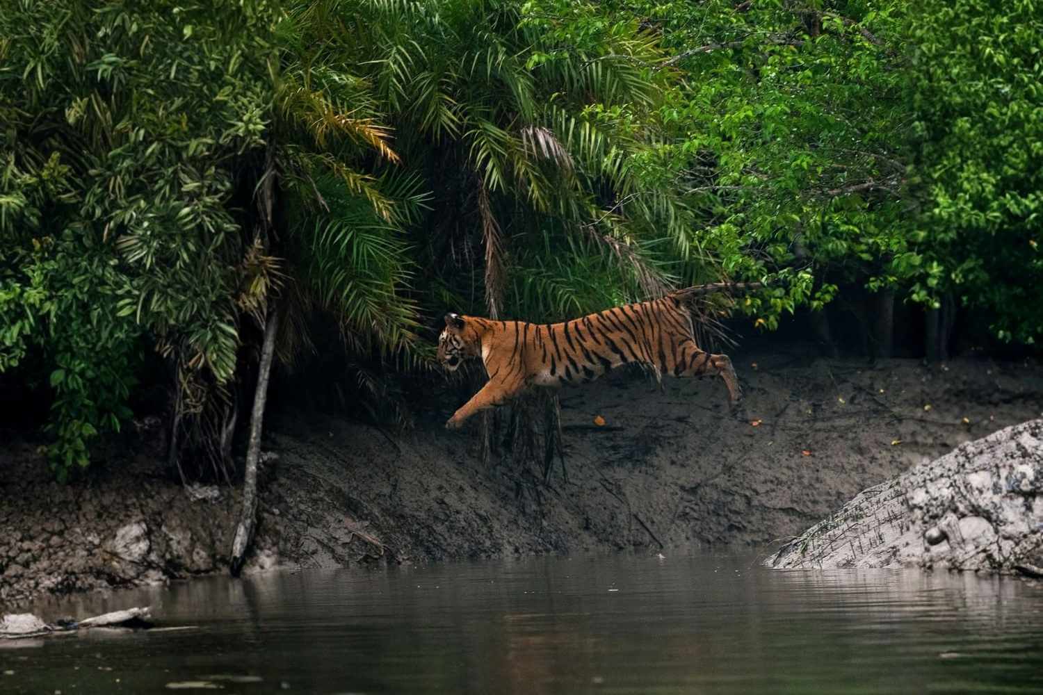 Royal Bengal Tiger Jumped the river