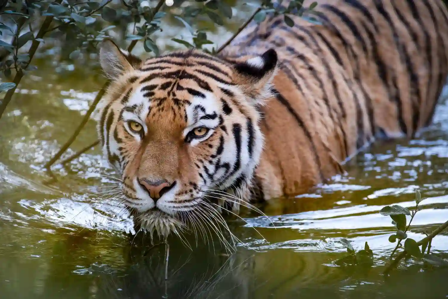Royal Bengal Tiger Swiming in River Sundarban tour with TS Tour and Travels