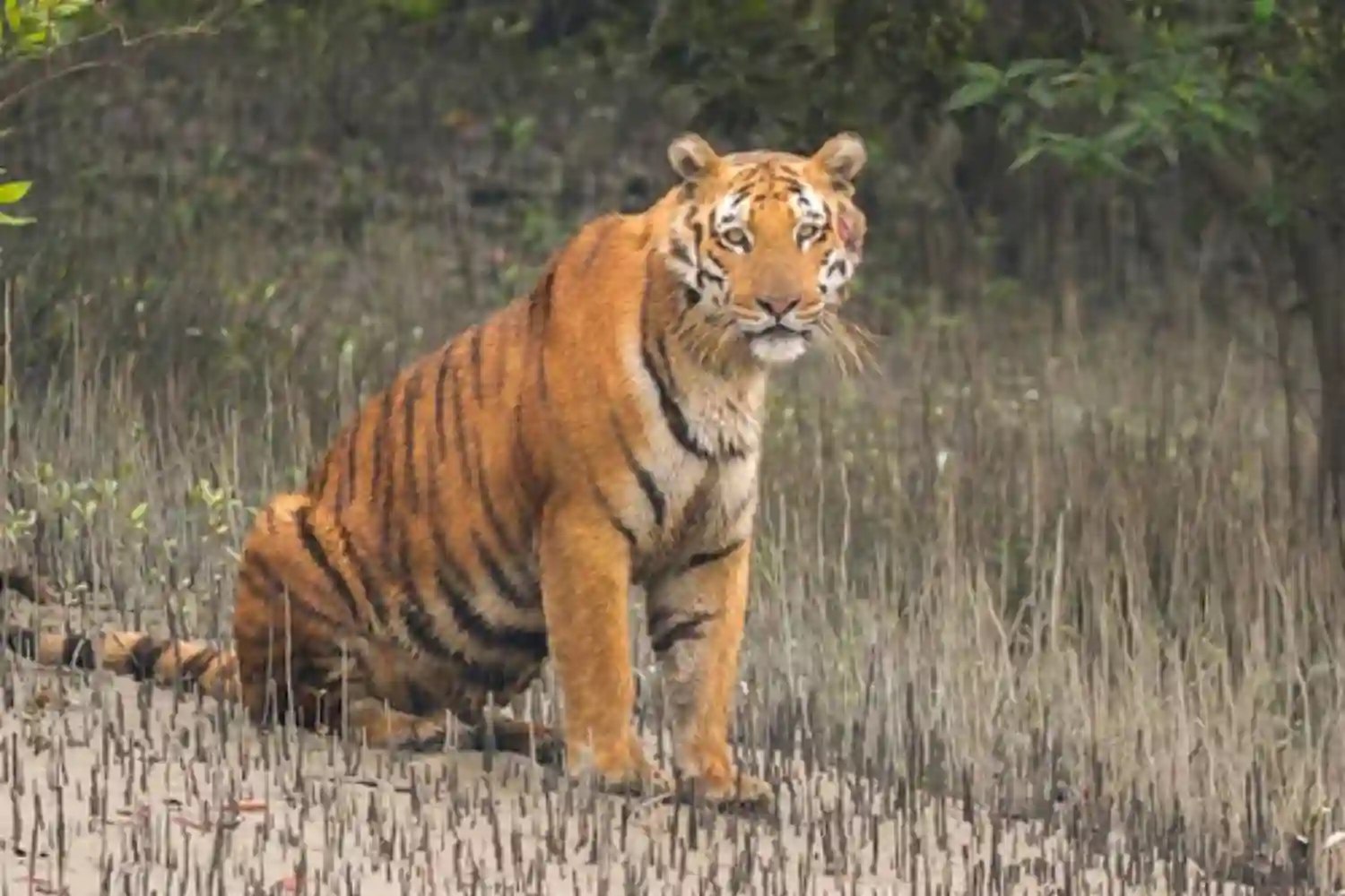 Royal Bengla Tiger seeting on river side TS Tour and Travels