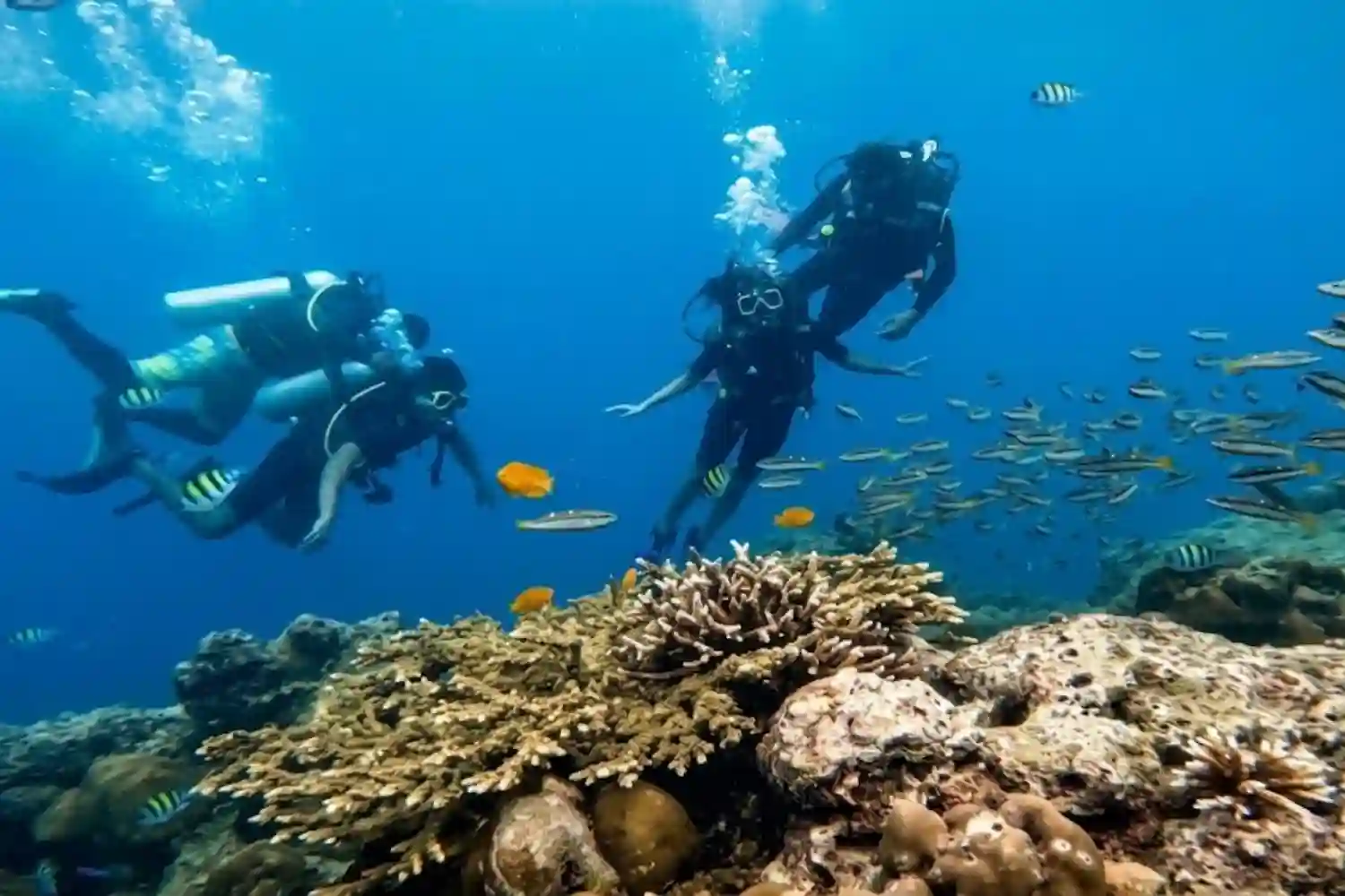 Scuba Diving in Andaman Tour with TS Tour and Travels