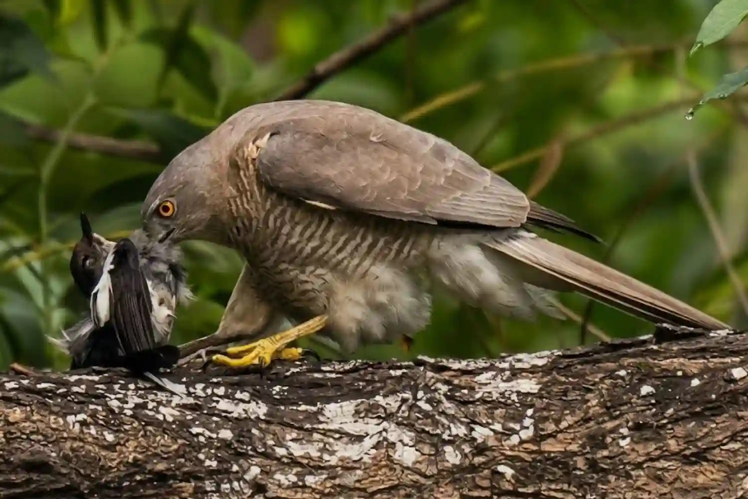 Shikra Bird in Sundarban Tour with TS Tour and Travels