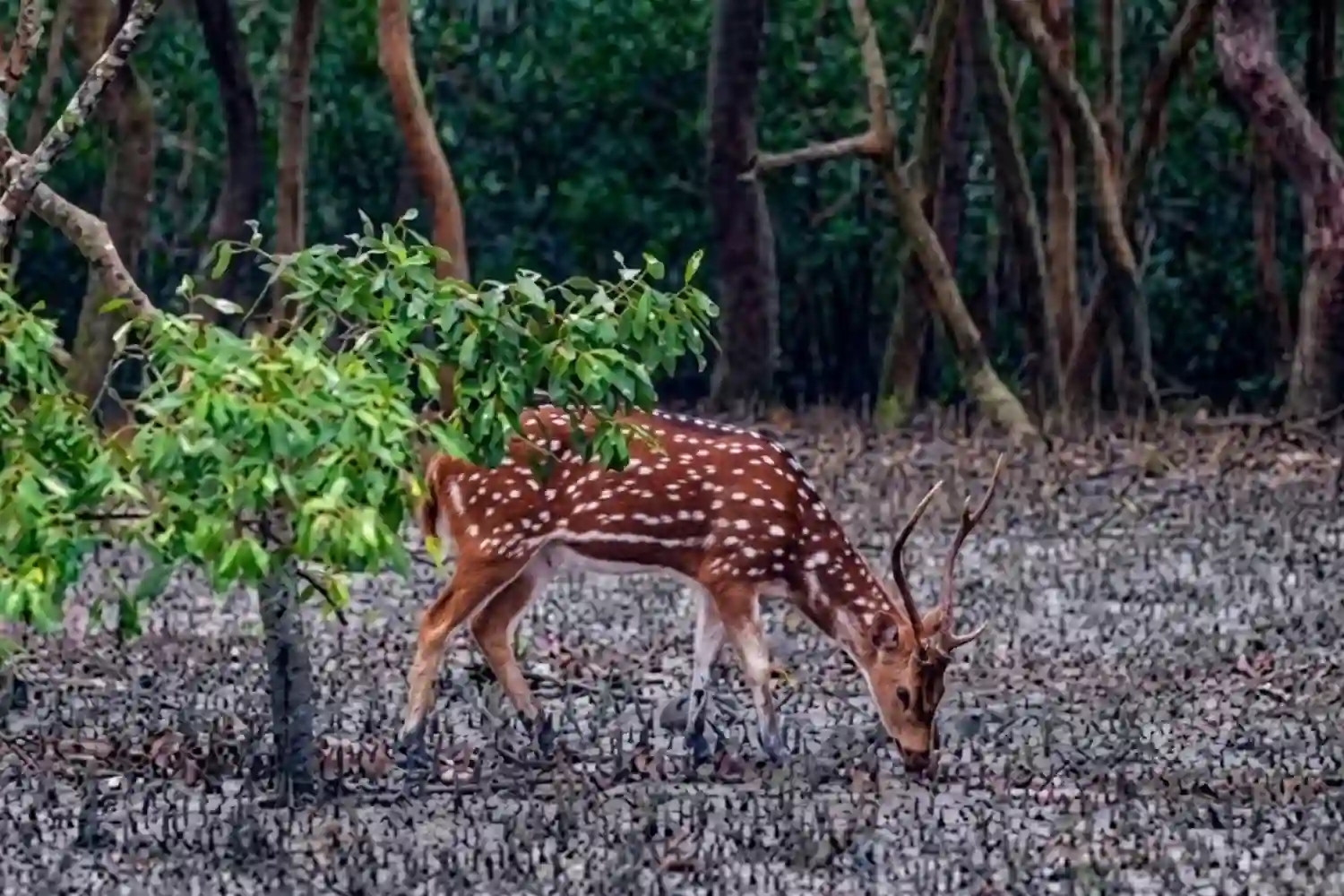Single Deer of Sundarban with TS Tour and Travels