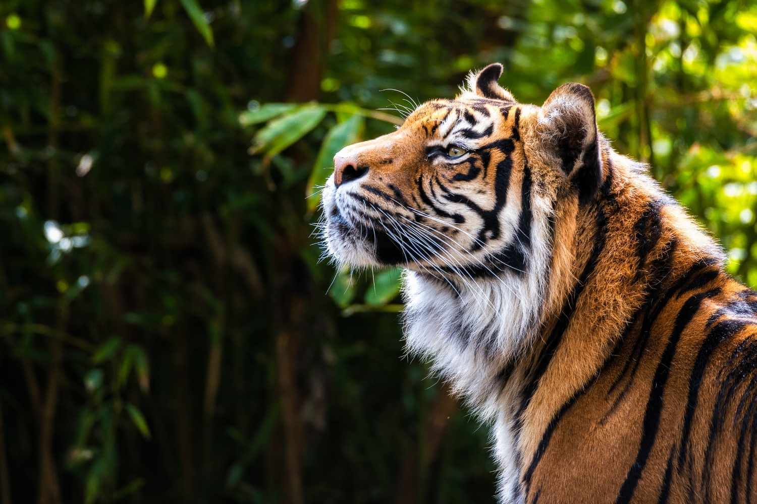 Sundarban Tigers