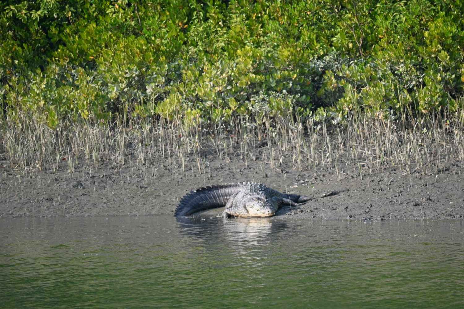 Sundarbans Crocodial