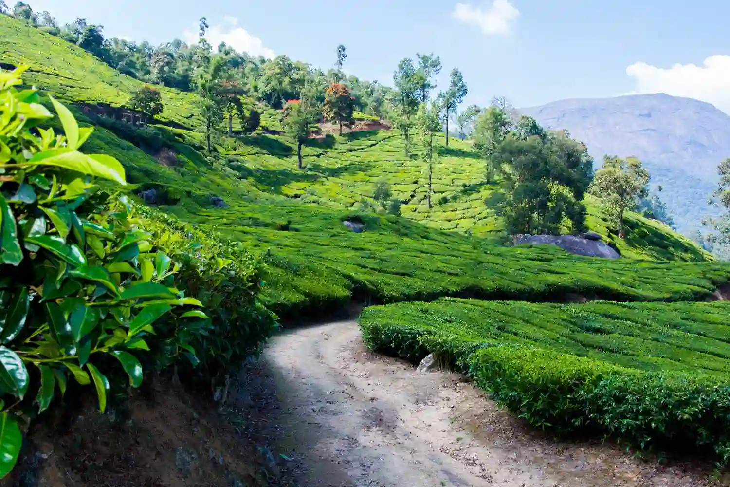 Tea Garden View Point of Assam Tour with TS Tour and Travels