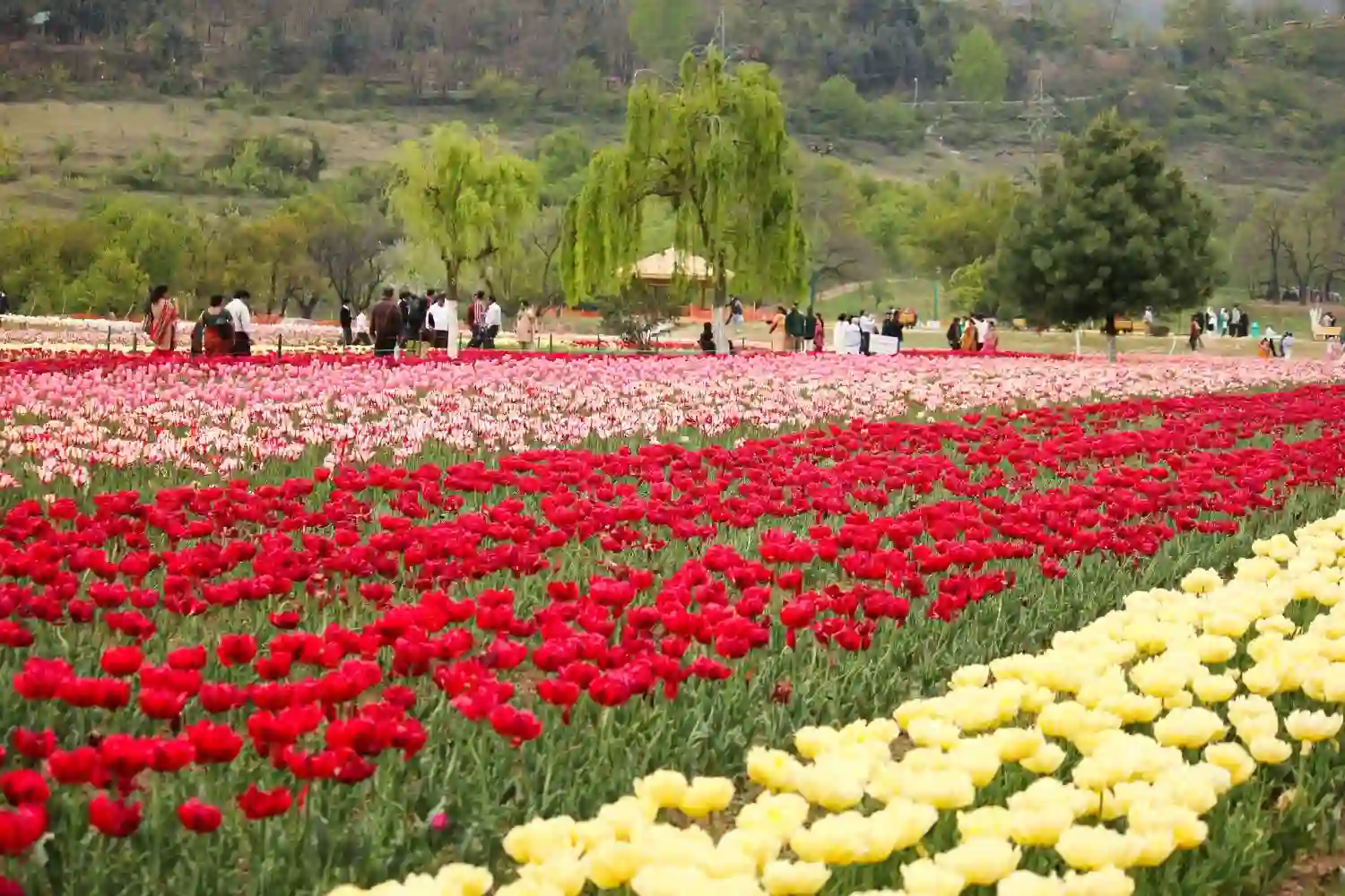 Tulip Field in Kashmir Tour with TS Tour and Travels