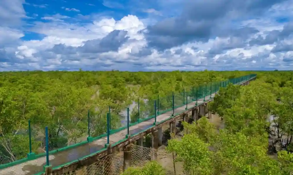 Dobanki Canopy Walk bridge through Sundarban mangrove forest