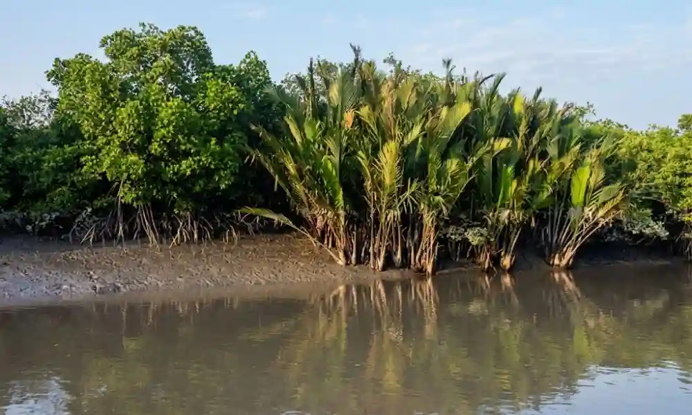 Gazikhali Forest creek and mangrove ecosystem
