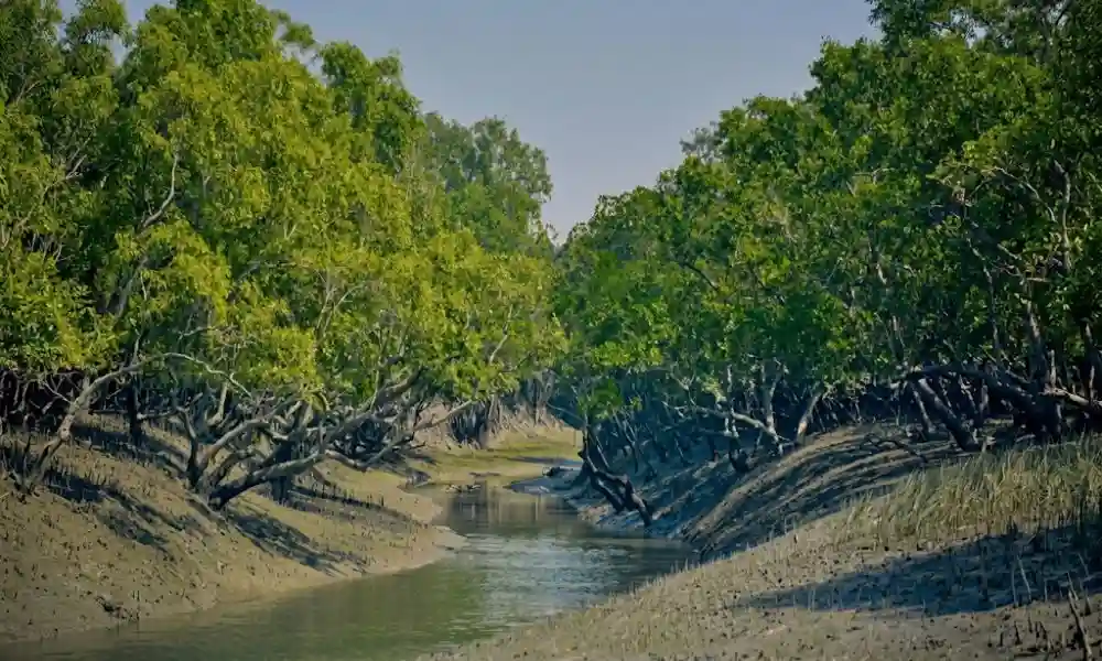 Mangrove landscape of Pirkhali Forest in Sundarban