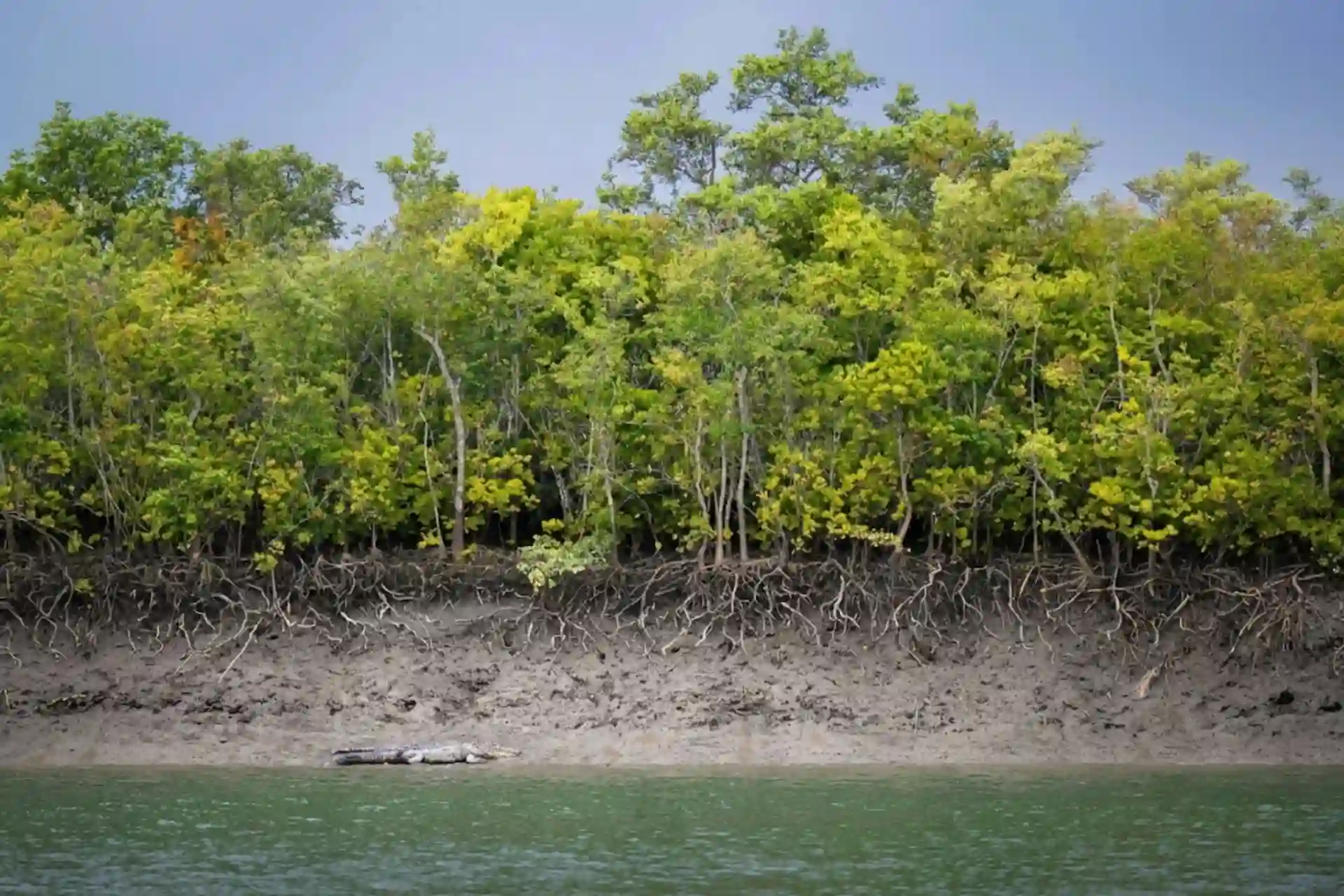 Monsoon landscape of Sundarban Hilsa Festival with mangrove forest, river, crocodile, and cloudy sky