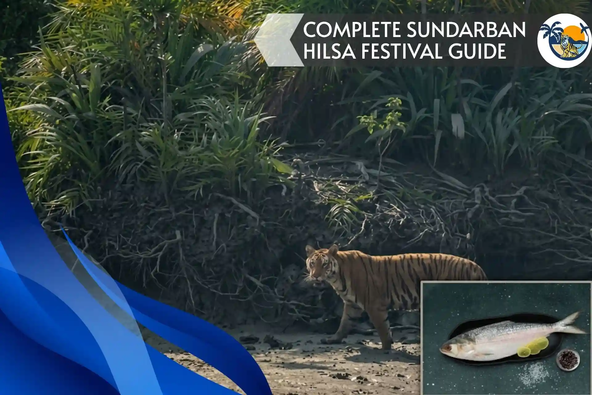 Royal Bengal Tiger with fresh Hilsa fish representing the Sundarban Hilsa Festival Guide and monsoon safari experience